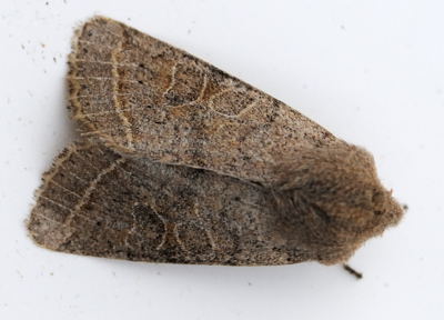 common quaker orthosia cerasi 2187