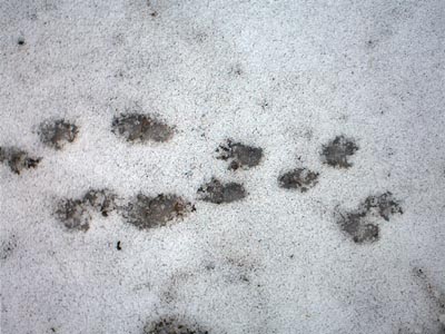 CLICK HERE TO MOVE ON TO FIELD FIVE