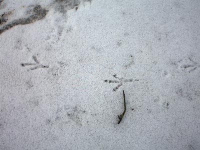 CLICK HERE TO MOVE ON TO FIELD FOUR