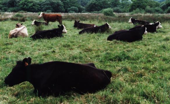 Grazing cattle
