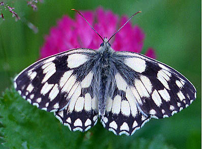 Marbled White