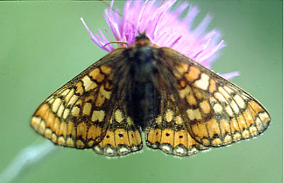 CLICK HERE FOR A LARGE PICTURE OF A MARSH FRITILLARY - BEWARE, LONG DOWNLOAD TIME.