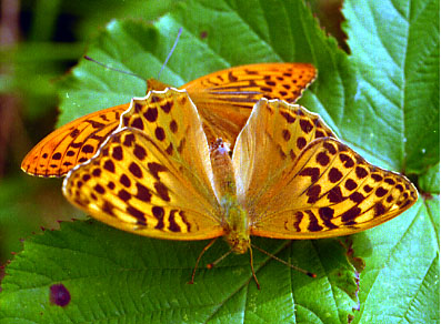 CLICK HERE FOR A LARGE PICTURE OF SILVER WASHED FRITILLARIES - BEWARE, LONG DOWNLOAD TIME>