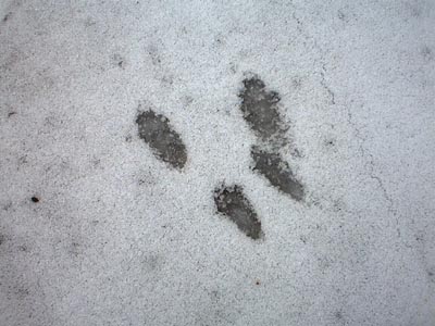 CLICK HERE TO MOVE ON TO FIELD TWO